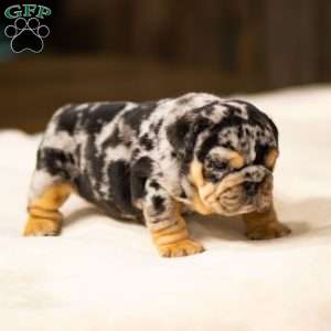 Stephen, English Bulldog Puppy